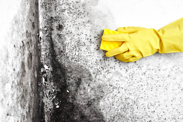 Best Mold Testing  in Pocola, OK
