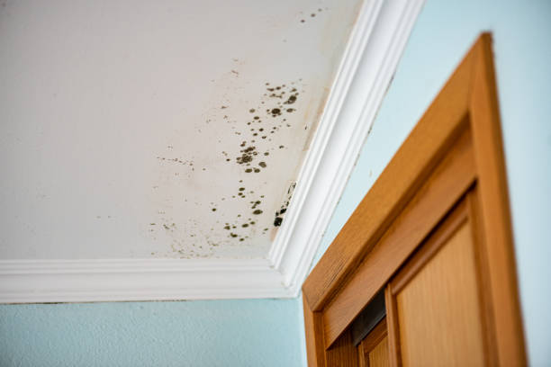 Best Crawl Space Mold Removal  in Pocola, OK