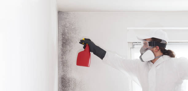 Best Toxic Mold Removal  in Pocola, OK