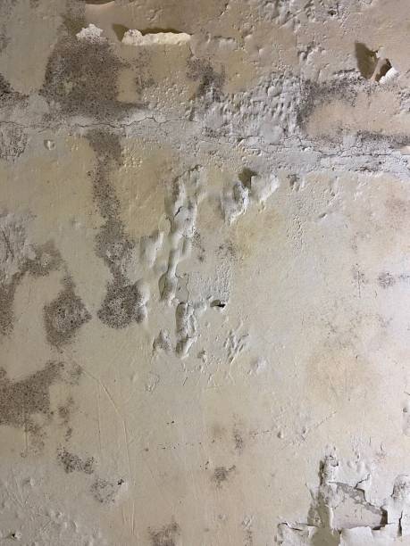 Best Mold Cleaning Services  in Pocola, OK