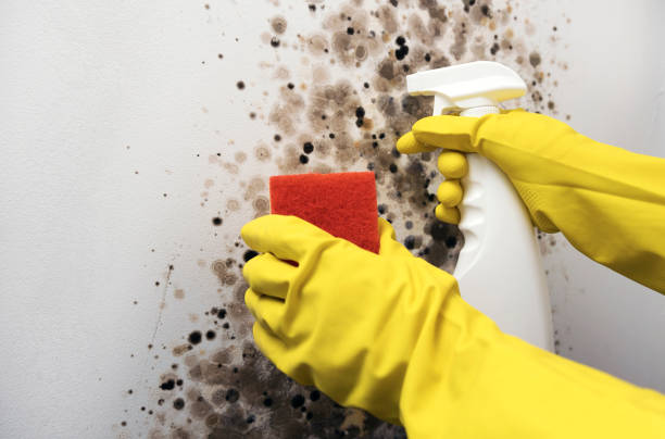 Professional Mold Removal in Pocola, OK