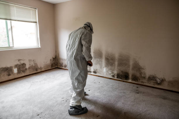 Best Local Mold Removal Service  in Pocola, OK