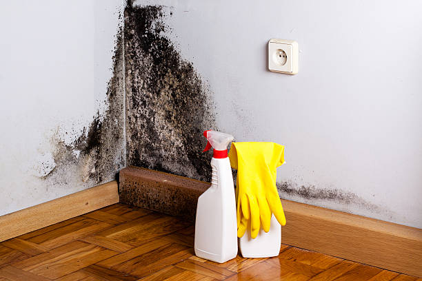 Best Mold Removal Near Me  in Pocola, OK