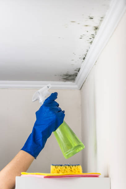 Best Residential Mold Removal  in Pocola, OK